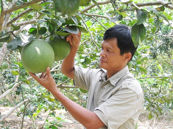 Bưởi da xanh Bến Tre được cấp chứng nhận chỉ dẫn địa lý ảnh 1