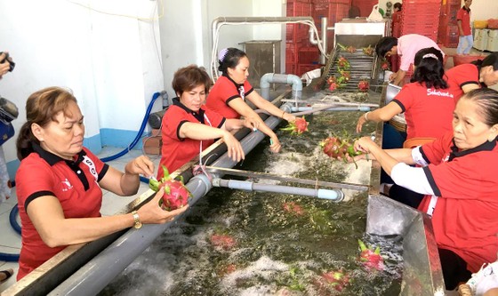 Mở đường “xuất ngoại” cho nông sản Việt ảnh 1