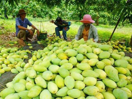 Sau thanh long, xoài được xuất khẩu vào thị trường Chile ảnh 1
