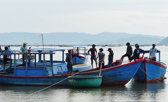 Người nuôi hải sản ở Phú Yên xuất bán tôm hùm trước khi bão số 5 đổ bộ ảnh 6