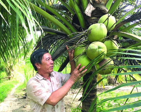 Không gian dừa ảnh 1