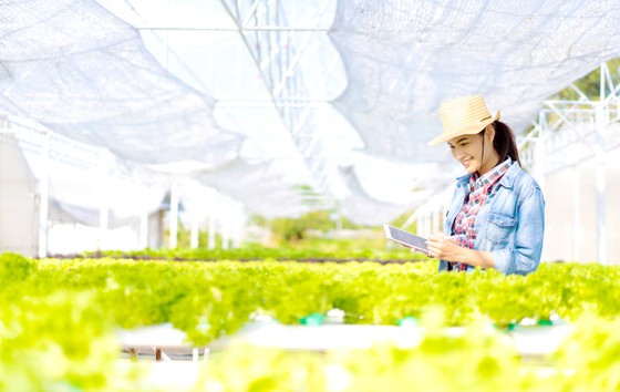 Nghề nông nhàn nhờ hệ thống canh tác thông minh ảnh 1