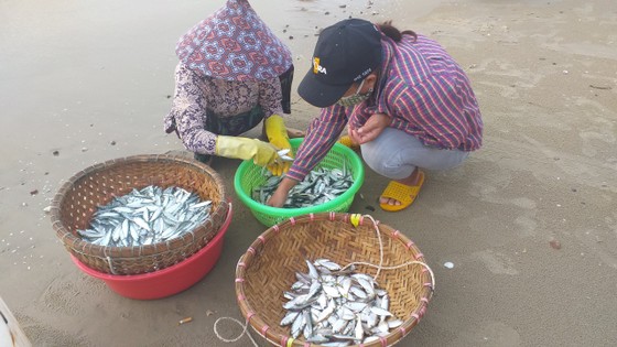 Mùa lưới cá trích ở thành phố biển Vũng Tàu ảnh 2