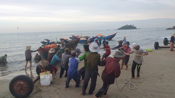 Mùa lưới cá trích ở thành phố biển Vũng Tàu ảnh 1