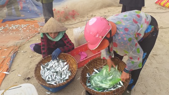 Mùa lưới cá trích ở thành phố biển Vũng Tàu ảnh 5