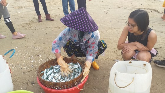Mùa lưới cá trích ở thành phố biển Vũng Tàu ảnh 6