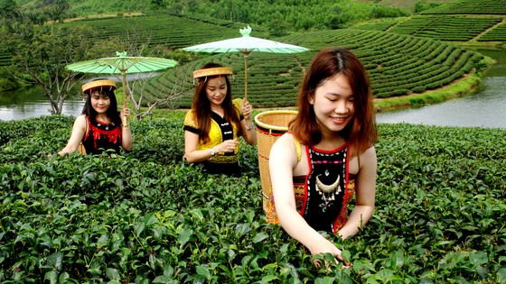 Ngỡ ngàng ốc đảo chè đầu tiên của Việt Nam ảnh 2