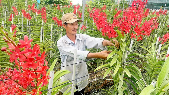 Mỏi mòn chờ giống cây trồng ảnh 1