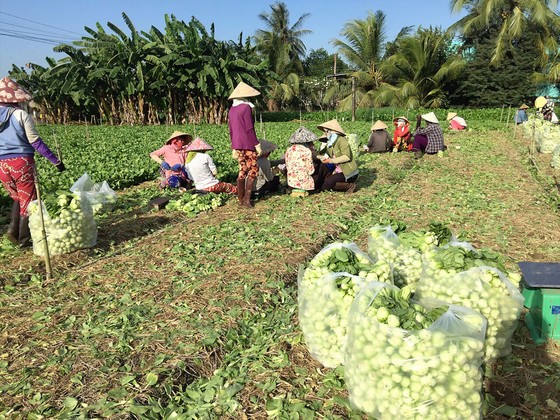 Giúp người trồng rau ở Gò Công ảnh 1