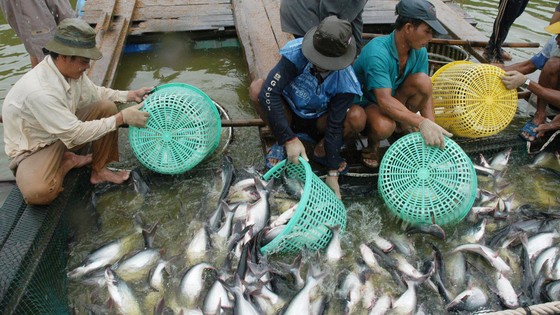 Cửa vào thị trường Mỹ ngày càng hẹp ảnh 1