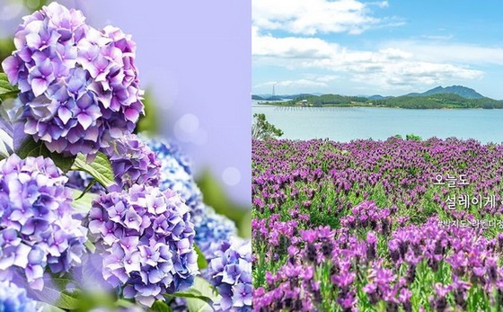 韓國新景點「紫島」四處都是夢幻般的紫色 ảnh 1