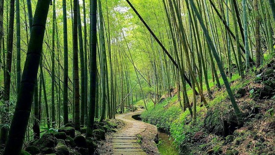 台灣6個「絕美竹林秘境」 走一趟「享受滿滿芬多精」忘卻憂愁 ảnh 2