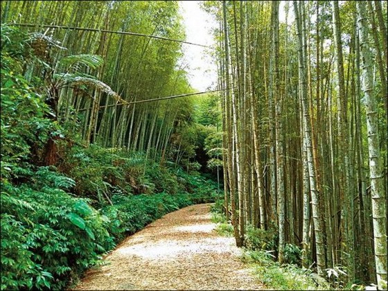 台灣6個「絕美竹林秘境」 走一趟「享受滿滿芬多精」忘卻憂愁 ảnh 5