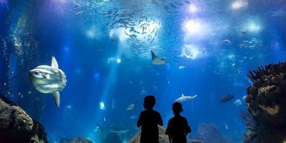 世界11個巨大而神奇的水族館(上) ảnh 4