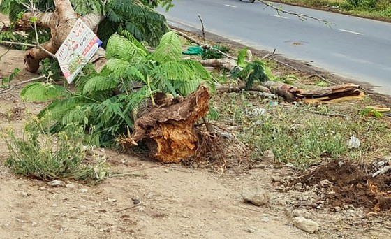 Công ty CP Công trình Đô thị Sóc Trăng lên tiếng về sự cố cây phượng bật gốc, đè chết người ảnh 2