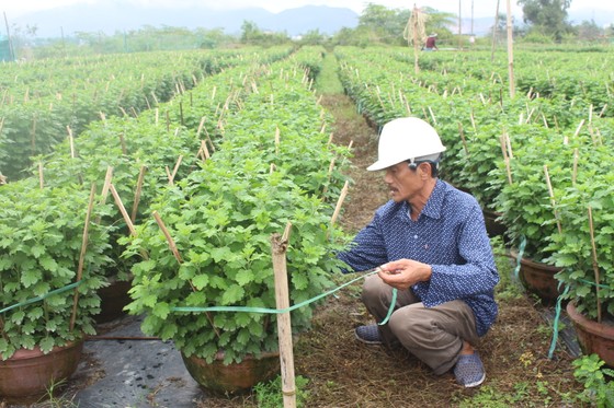 Làng Vân Dương khởi sắc nhờ nghề trồng hoa tết ảnh 3