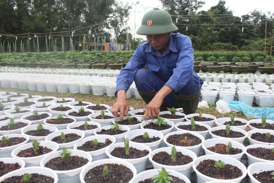 Làng Vân Dương khởi sắc nhờ nghề trồng hoa tết ảnh 1