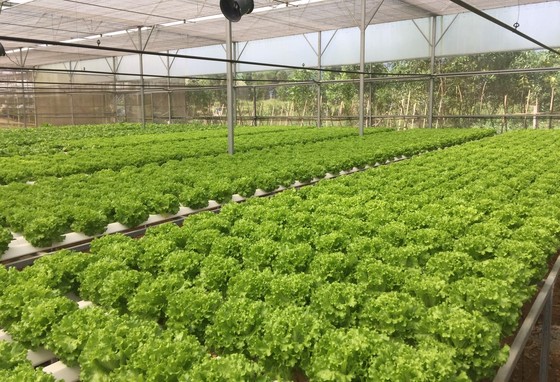 Hòa Ninh hướng đến xây dựng nền nông nghiệp công nghệ cao gắn liền với du lịch sinh thái ảnh 2