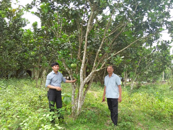 Hòa Ninh hướng đến xây dựng nền nông nghiệp công nghệ cao gắn liền với du lịch sinh thái ảnh 3