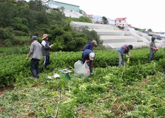 Mưa kéo dài, giá rau Đà Lạt tăng mạnh ảnh 1