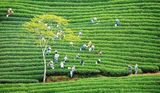 Khám phá vùng trà gần 100 năm ở Đà Lạt ảnh 1
