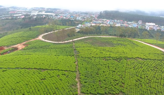 Khám phá vùng trà gần 100 năm ở Đà Lạt ảnh 10
