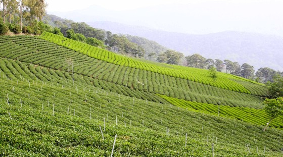 Khám phá vùng trà gần 100 năm ở Đà Lạt ảnh 2