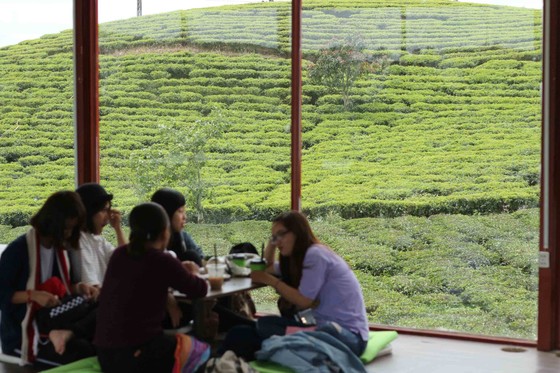 Khám phá vùng trà gần 100 năm ở Đà Lạt ảnh 7