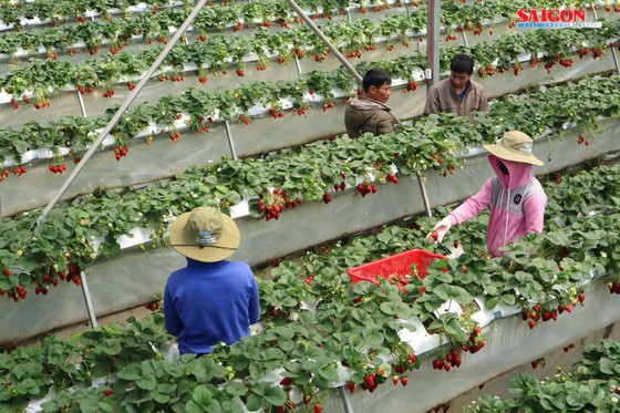 Khám phá vườn dâu tây thủy canh trĩu quả tại Đà Lạt ảnh 1