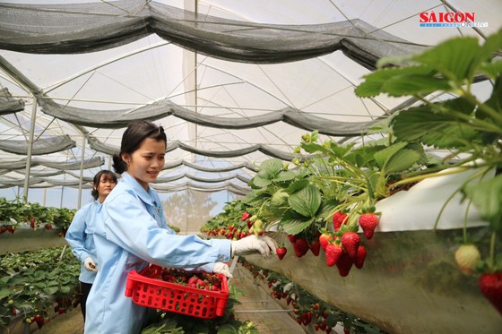 Khám phá vườn dâu tây thủy canh trĩu quả tại Đà Lạt ảnh 2