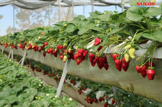 Khám phá vườn dâu tây thủy canh trĩu quả tại Đà Lạt ảnh 4