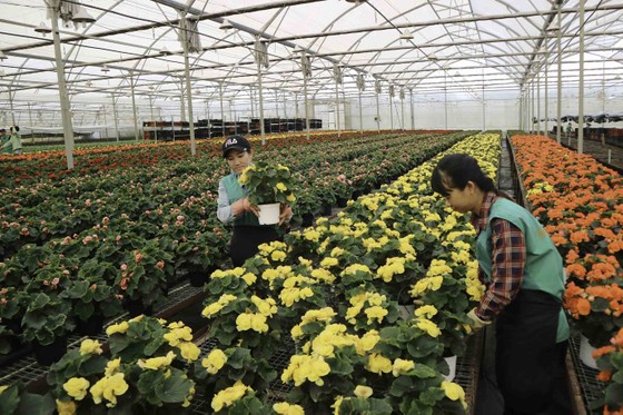 Hà Lan hỗ trợ Lâm Đồng phát triển nông nghiệp bền vững ảnh 1