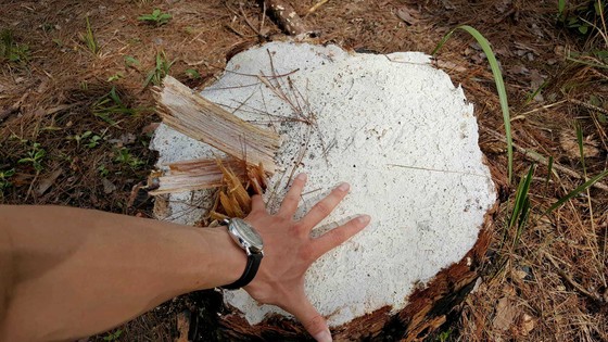 Rừng phòng hộ ở Lâm Đồng bị "giết chết" như thế nào? ảnh 16