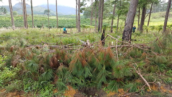 Rừng phòng hộ ở Lâm Đồng bị "giết chết" như thế nào? ảnh 6
