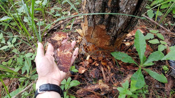 Rừng phòng hộ ở Lâm Đồng bị "giết chết" như thế nào? ảnh 10