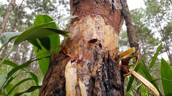 Rừng phòng hộ ở Lâm Đồng bị "giết chết" như thế nào? ảnh 11
