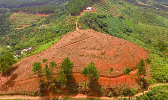 Rừng thông tại Lâm Đồng tiếp tục bị 'cạo trọc' ảnh 14