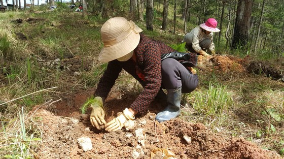 Trồng lại 8.500 cây thông trên đất rừng bị phân lô, lấn chiếm ở Đà Lạt ảnh 5