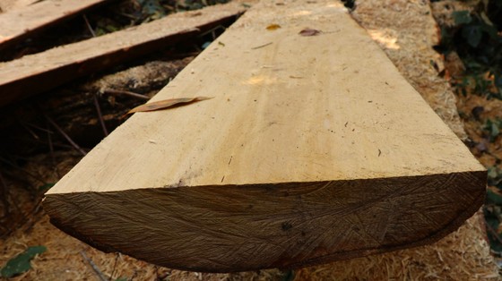 Rừng bạch tùng hơn trăm năm tuổi tại Lâm Hà, Lâm Đồng bị 'xẻ thịt' ảnh 10