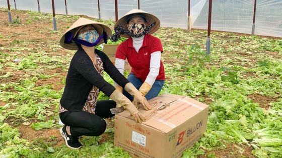 Rau '0' đồng nườm nượp về TPHCM ảnh 7