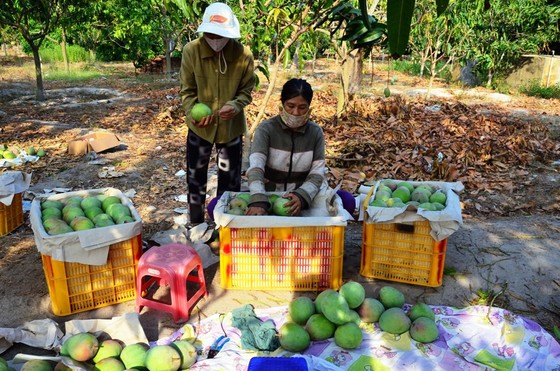 Xoài Úc rớt giá thê thảm ảnh 2