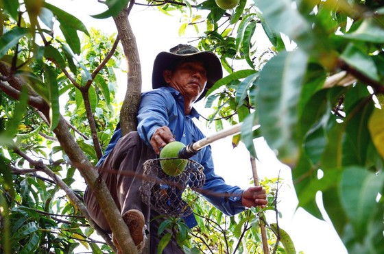 Xoài Úc rớt giá thê thảm ảnh 1