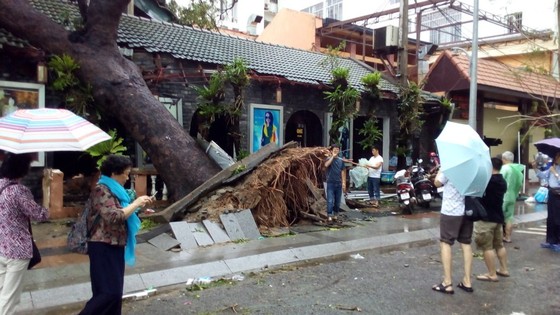 Bão số 12 phá tan mảng xanh Nha Trang ảnh 16