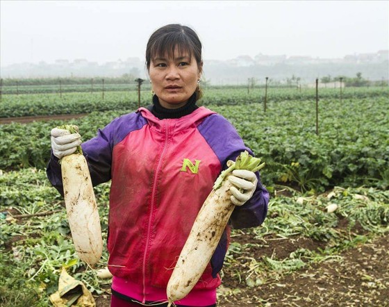 Cục trưởng Cục Trồng trọt báo cáo trồng rau lãi gần 300 triệu đồng/ha, số nhổ bỏ rất ít ảnh 1