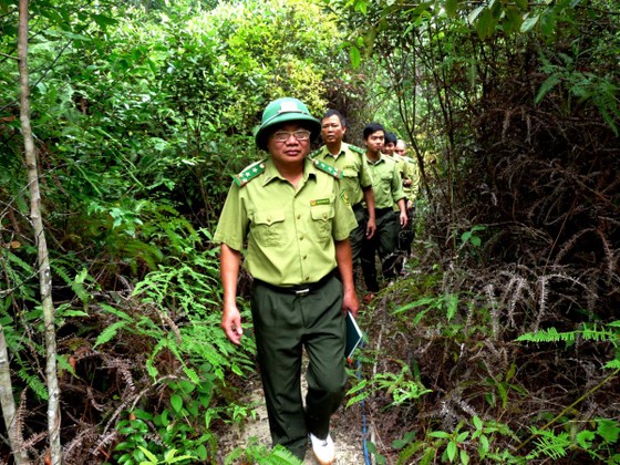 Không thể nói dối về thực trạng rừng Việt Nam ảnh 1