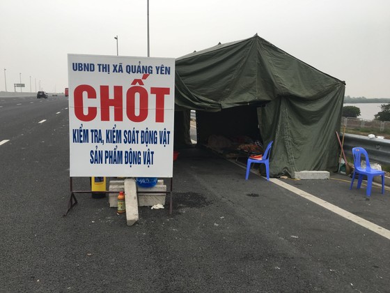 Dịch lây ra 21 tỉnh, lập Ban chỉ đạo quốc gia chống dịch tả heo châu Phi ảnh 1