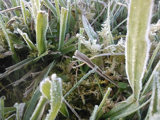 Có thể xuất hiện 1 đợt sương giá ảnh 1