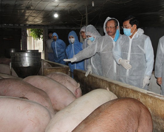 Từ hôm nay 1-4, giá heo bán ở cửa chuồng chỉ còn 70.000 đồng/kg ảnh 1