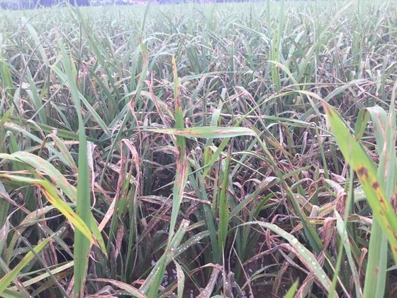 Khẩn cấp cứu 1,1 triệu ha lúa có nguy cơ mắc bệnh cháy lá ảnh 2