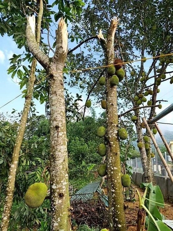 Thiên tai đầu mùa làm 17 người thương vong ảnh 5